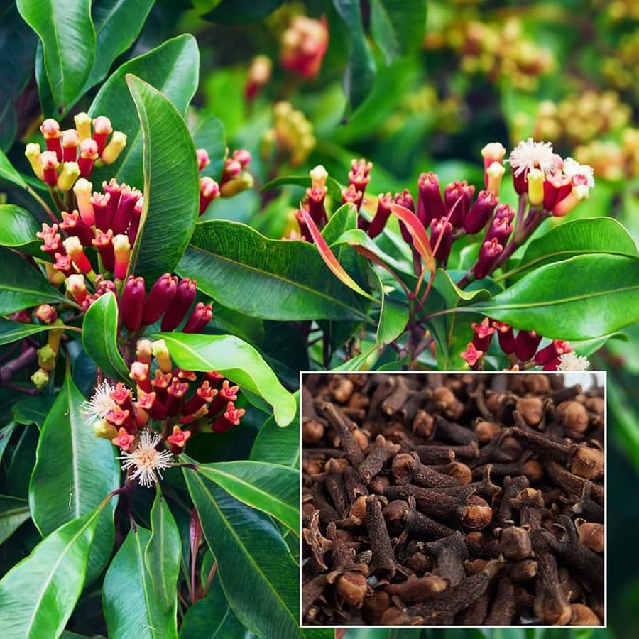लौंग (Clove)