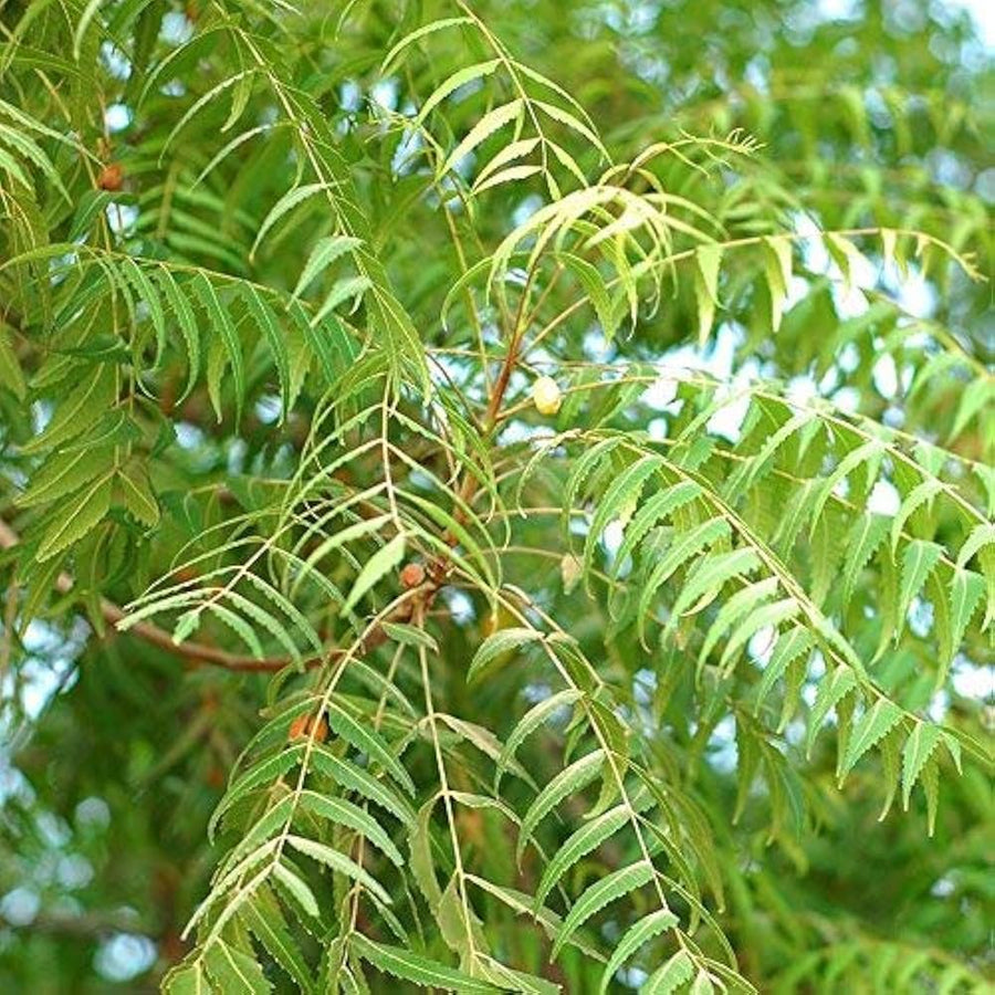 नीम (Neem)