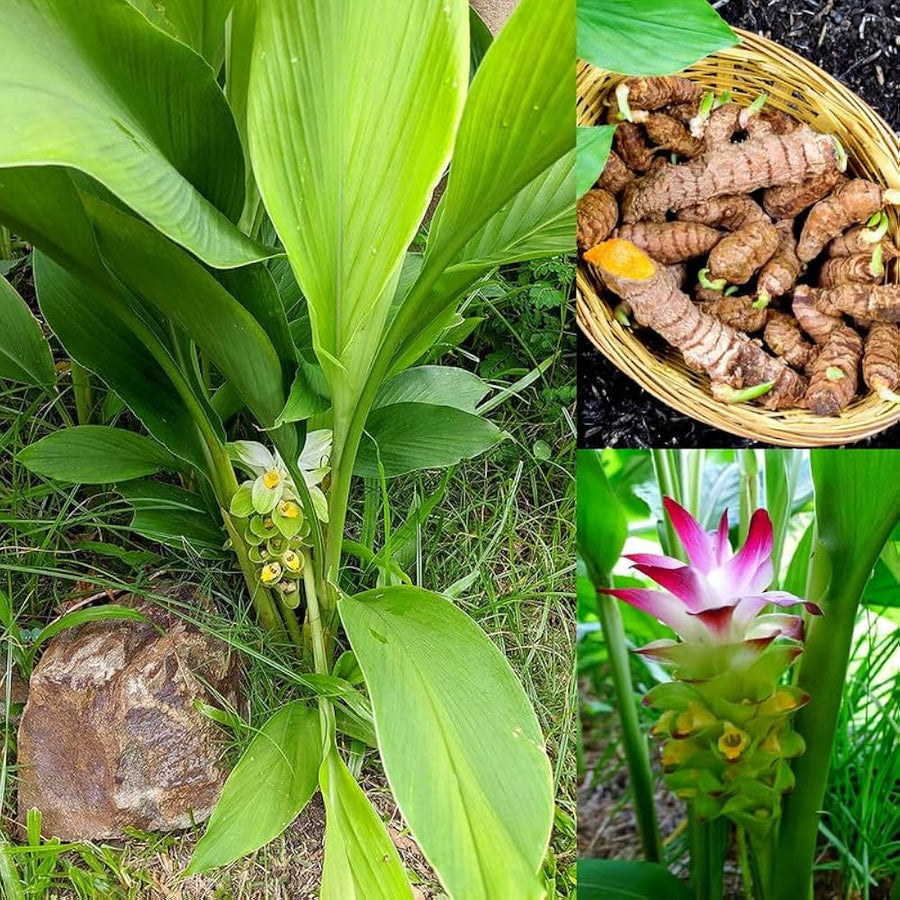 दारुहल्दी (Tree Turmeric)