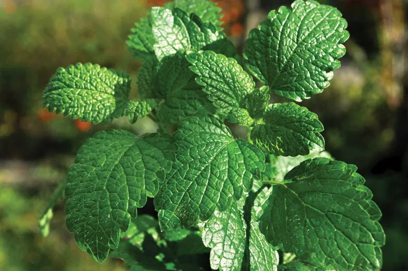 पुदीना (Peppermint)