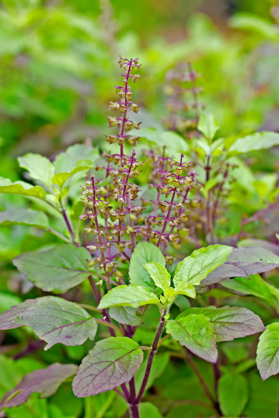 तुलसी (Tulsi)