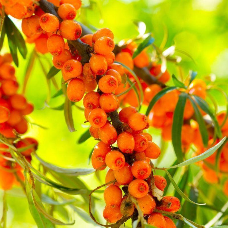Sea Buckthorn Berries